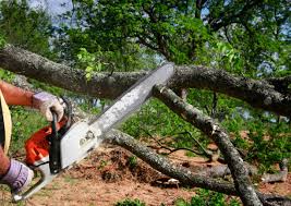 Best Tree Health Inspection  in Crystal Falls, MI