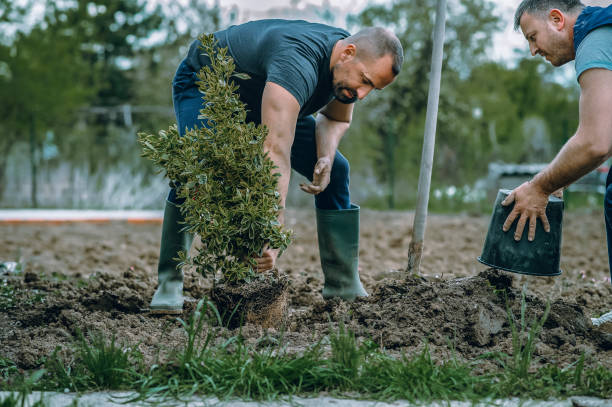 Best Hazardous Tree Removal  in Crystal Falls, MI