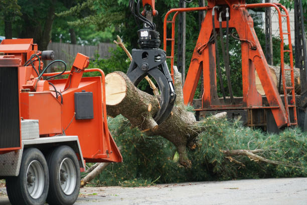 Best Tree Risk Assessment  in Crystal Falls, MI