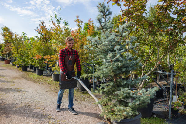  Crystal Falls, MI Tree Removal Pros